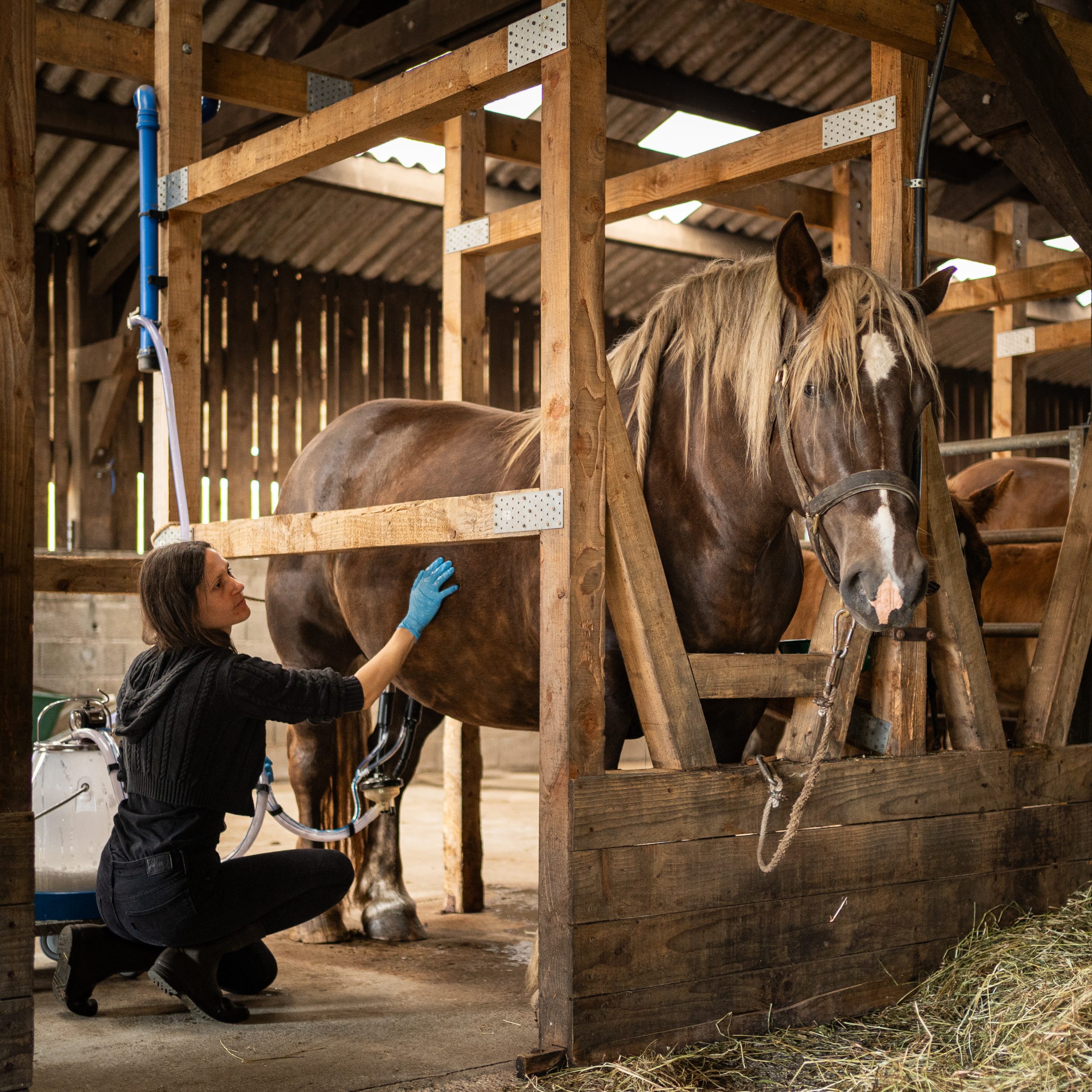 LA JUMENTERIE DE CORNOUAILLE