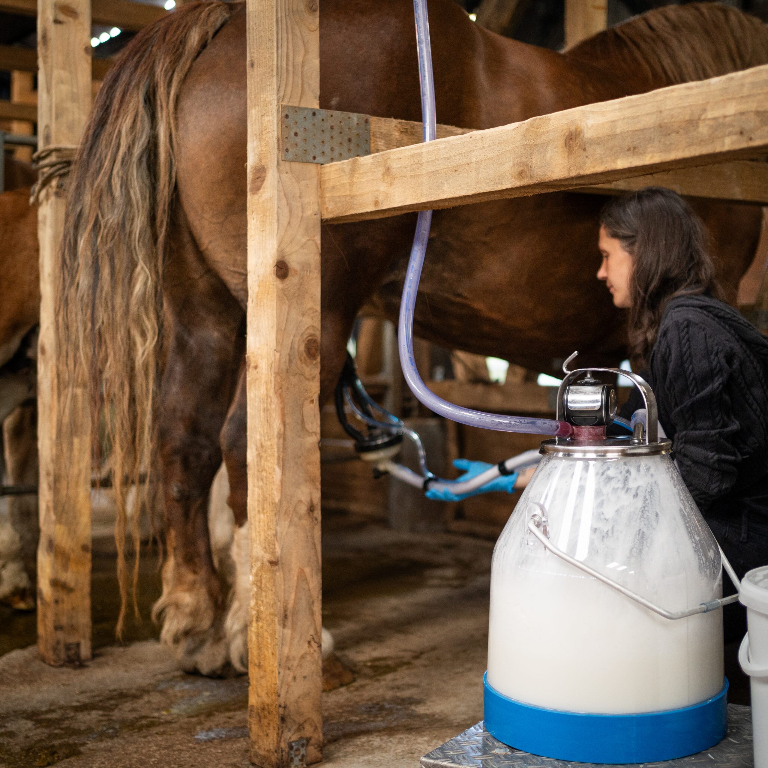 LA JUMENTERIE DE CORNOUAILLE