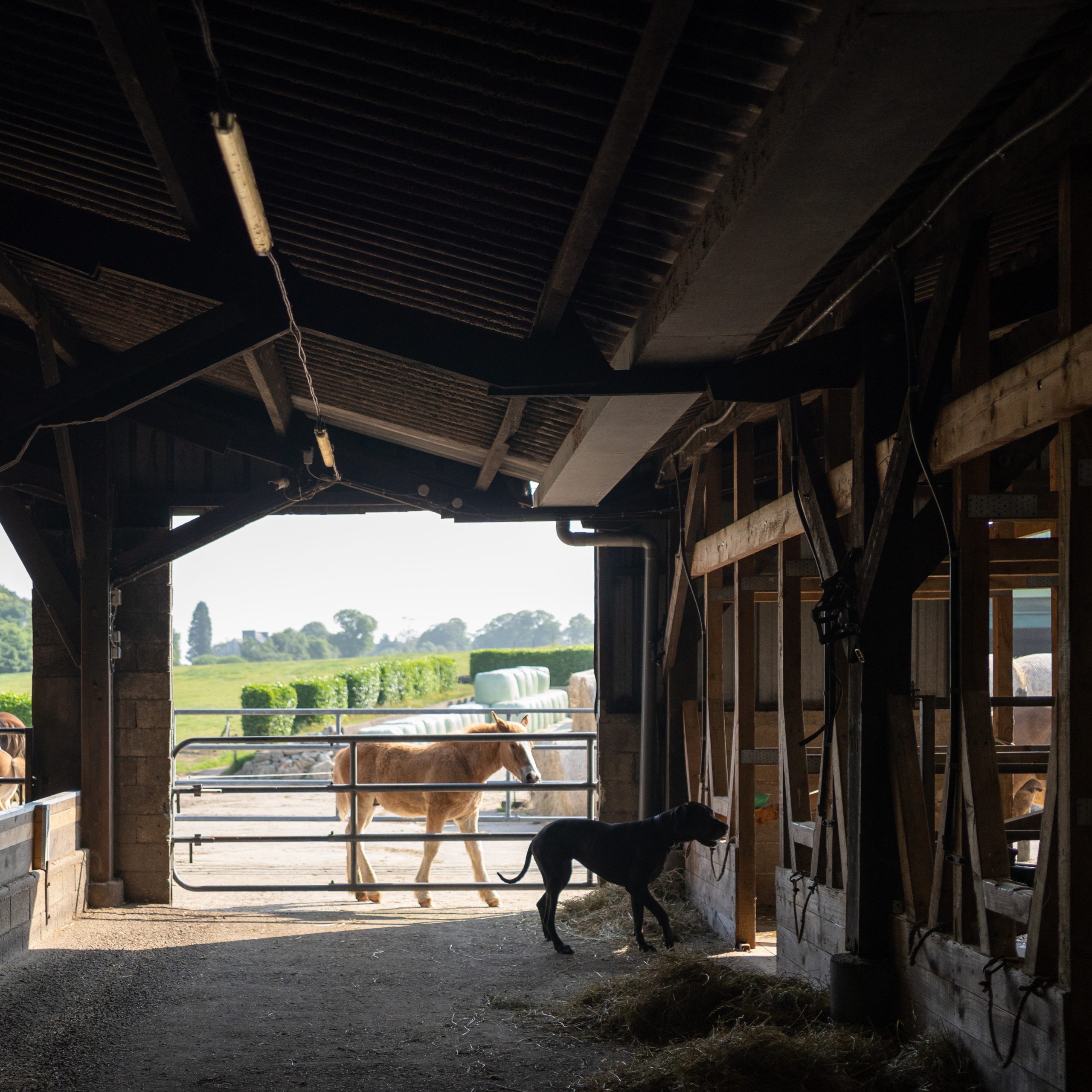 LA JUMENTERIE DE CORNOUAILLE