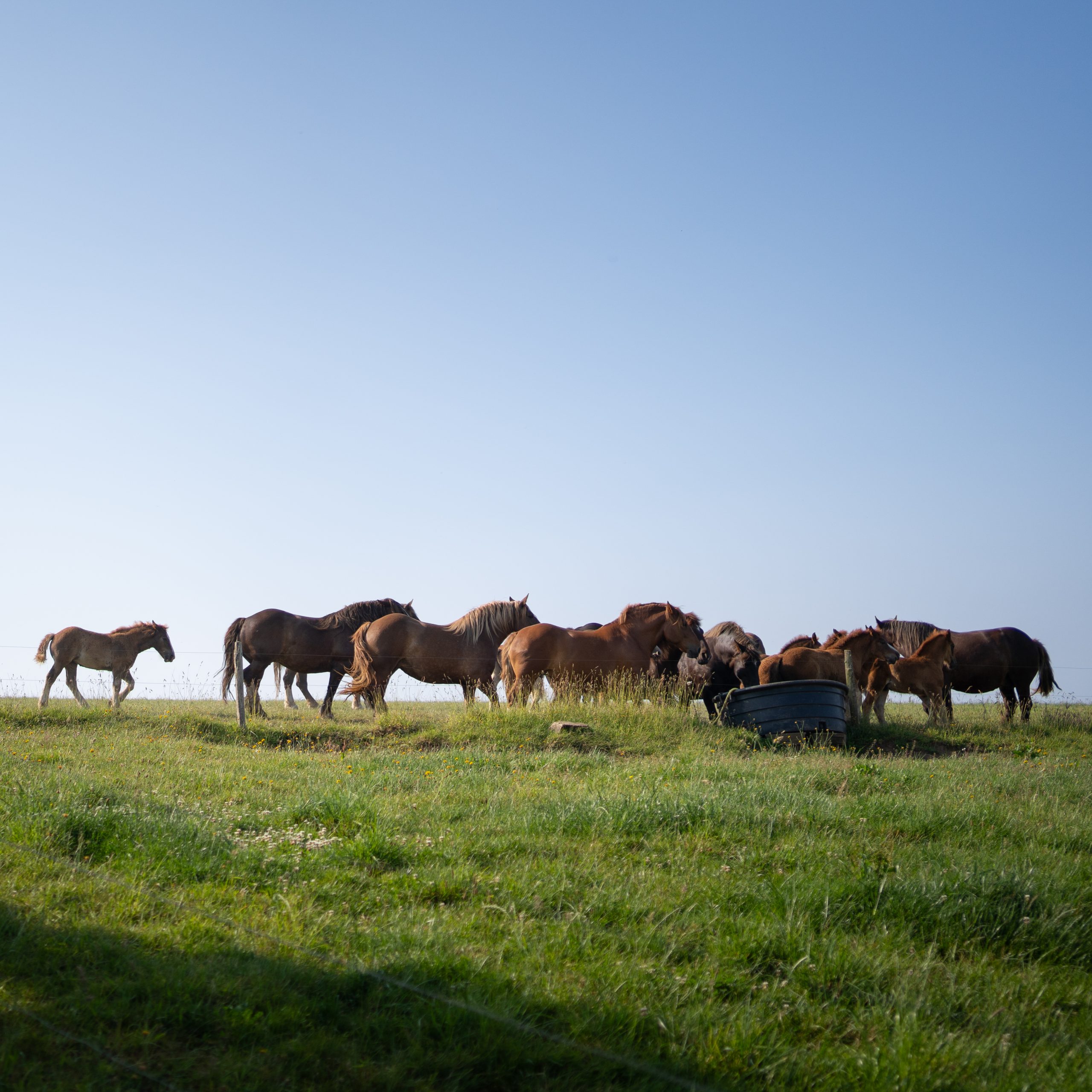 LA JUMENTERIE DE CORNOUAILLE